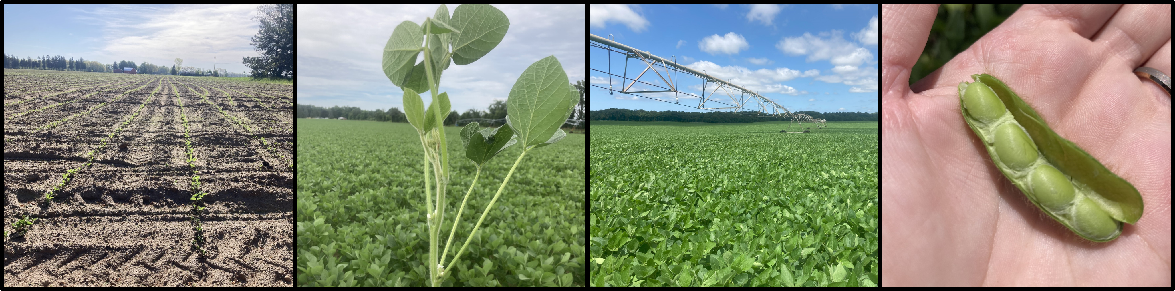 Different examples of soybeans.